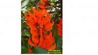 /album/fotogaleria/jade-naranja-jpg1/